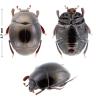 Epitoxus sp.